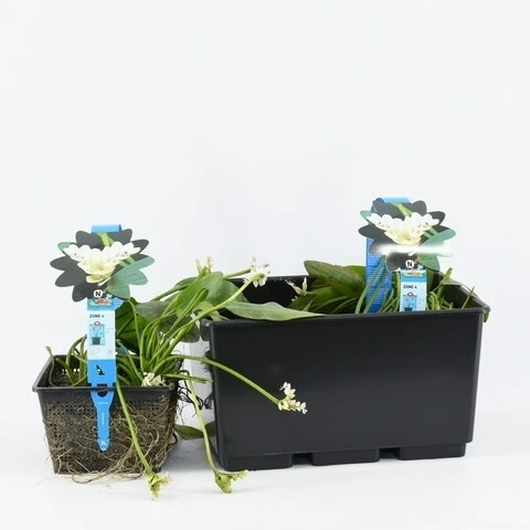 Kaapse Waterlelie (Aponogeton Distachyos) - Afbeelding 2