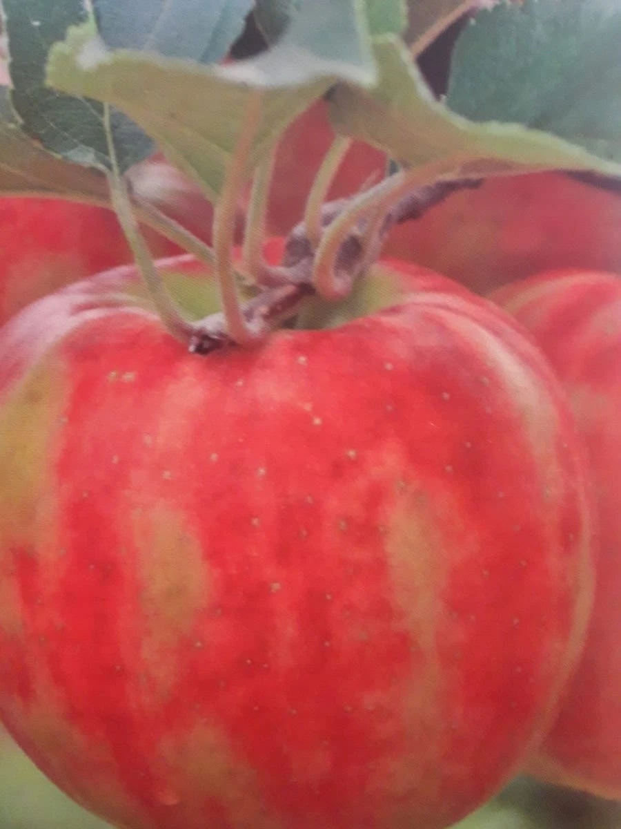 Lei-Appel (Malus Domestica 'Karneval')