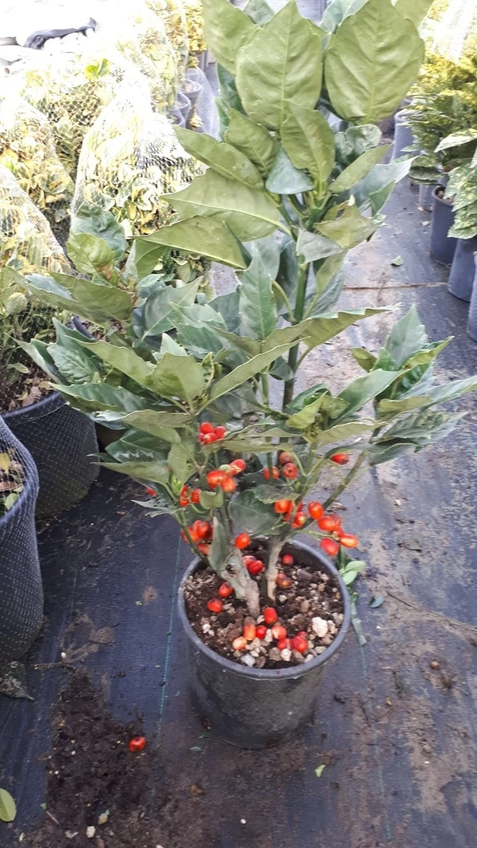 Broodboom (Aucuba Japonica 'Rozannie') - Afbeelding 8