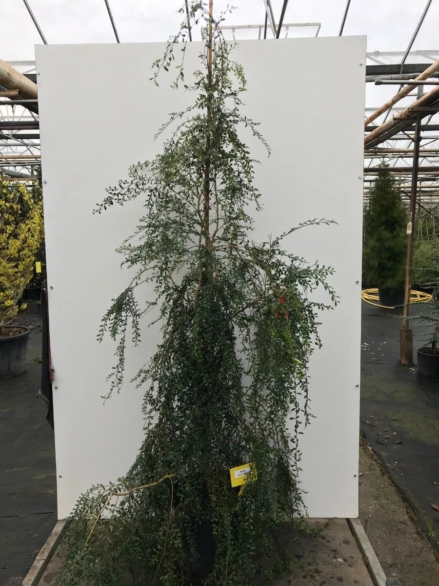 Azara (Azara Microphylla) - Afbeelding 2