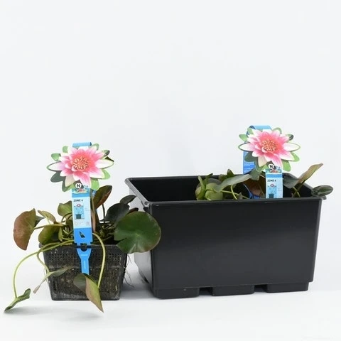 Waterlelie (Nymphaea 'Attraction') - Afbeelding 6