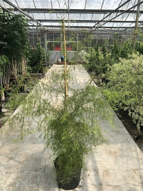 Berk (Betula Pendula 'Karaca') - Afbeelding 2