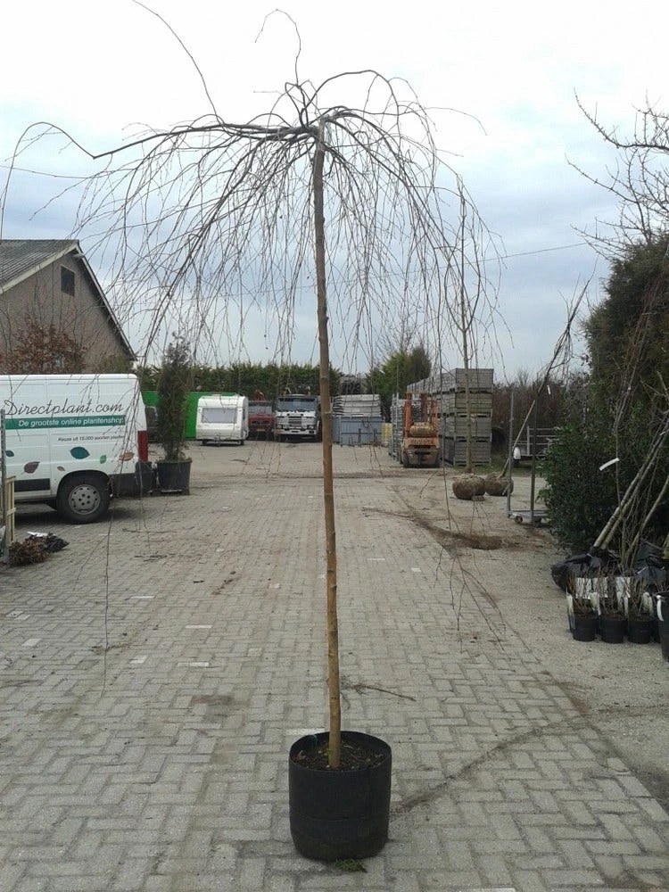 Prieelberk (Betula Pendula 'Youngii') - Afbeelding 7