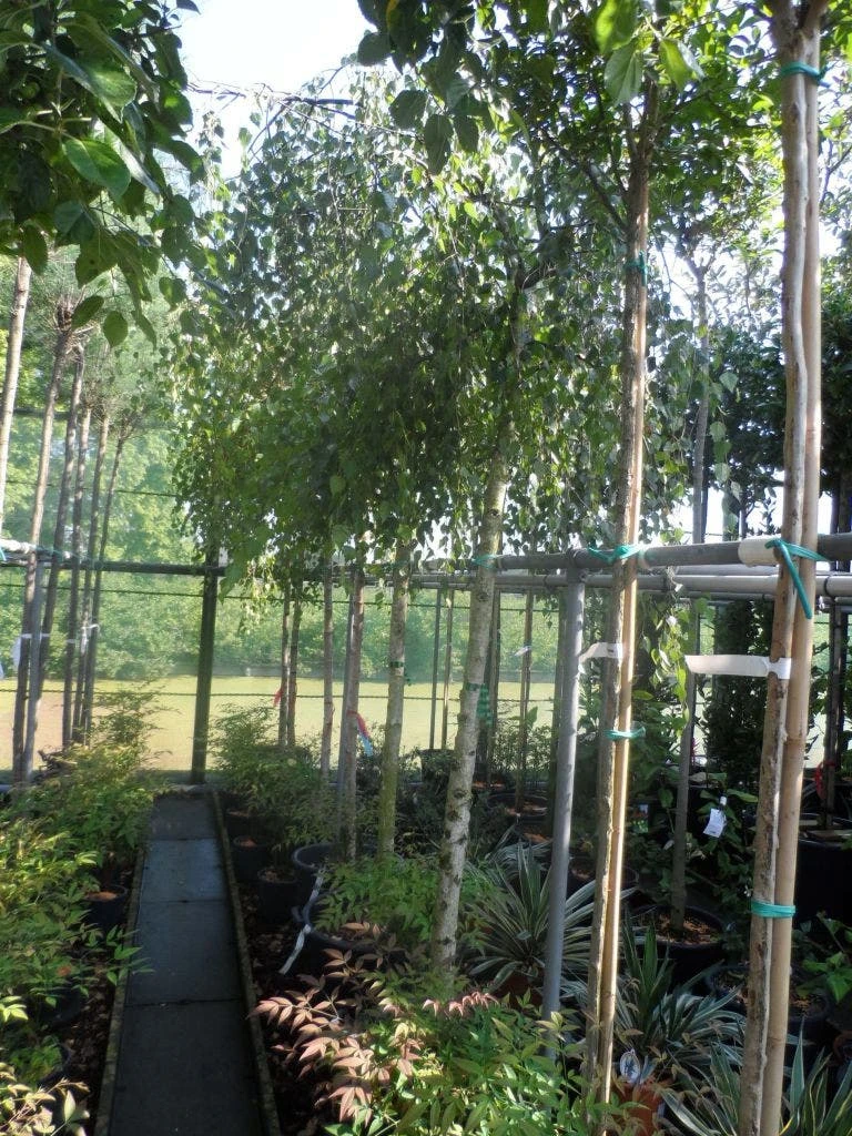 Prieelberk (Betula Pendula 'Youngii') - Afbeelding 5