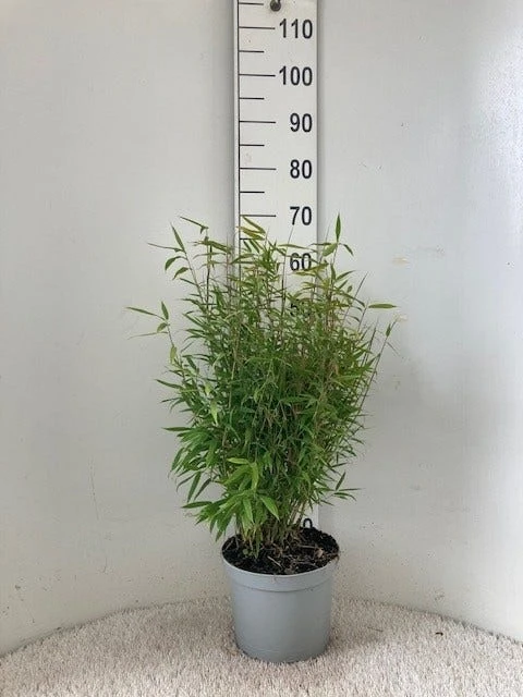 Niet Woekerende Bamboe (Fargesia Murieliae 'Bimbo') - Afbeelding 2