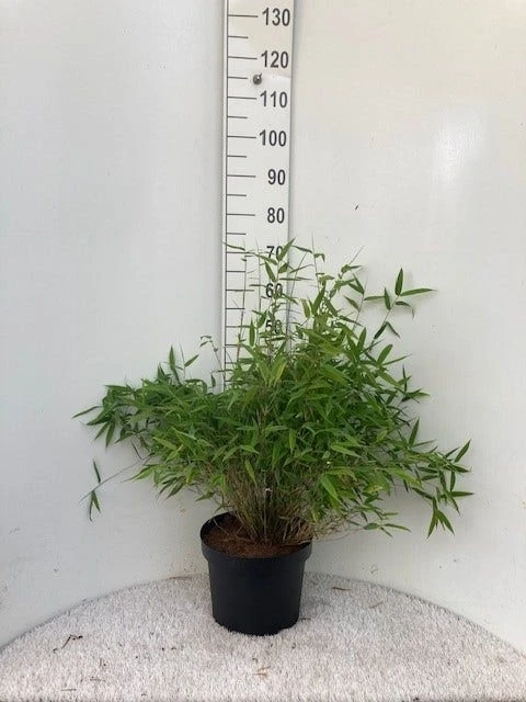 Niet Woekerende Bamboe (Fargesia Murieliae 'Bimbo') - Afbeelding 3