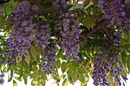 Blauwe Regen (Wisteria Sinensis 'Prolific') - Afbeelding 4