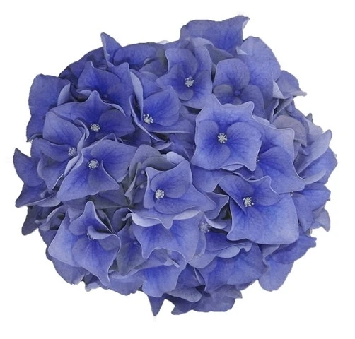 Hortensia Blue Ballad (Hydrangea 'Music Collection') - Afbeelding 4