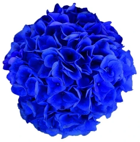 Hortensia Blue Boogiewoogie (Hydrangea 'Music Collection') - Afbeelding 2