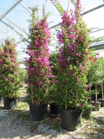 Bougainvillea Als Struik (Bougainvillea Glabra) - Afbeelding 4