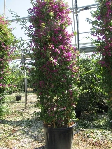 Bougainvillea Als Struik (Bougainvillea Glabra) - Afbeelding 2