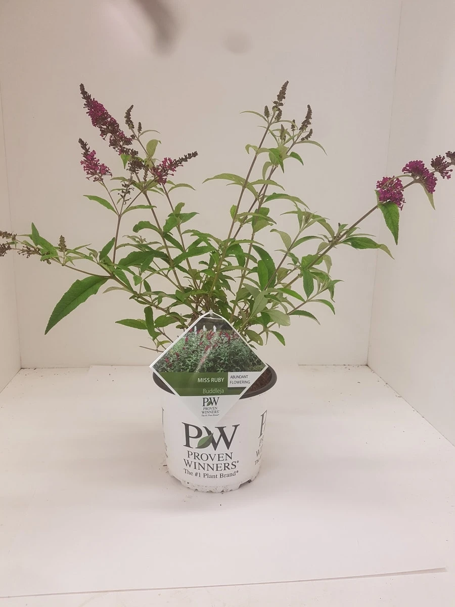 Vlinderstruik (Buddleja 'Miss Ruby') - Afbeelding 9