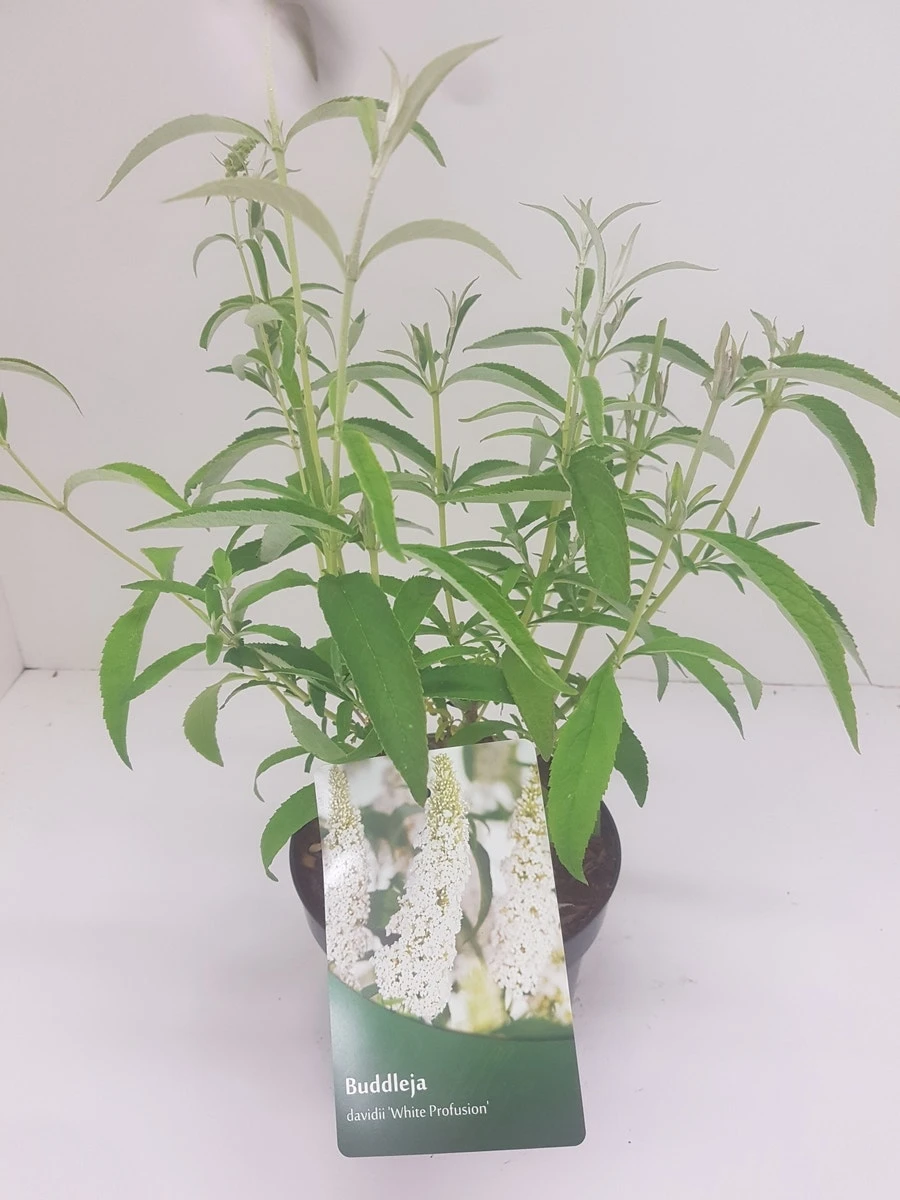 Vlinderstruik (Buddleja Davidii 'White Profusion') - Afbeelding 4