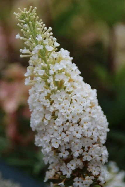 Vlinderstruik (Buddleja Davidii 'White Profusion') - Afbeelding 3