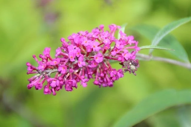Vlinderstruik (Buddleja 'Miss Ruby') - Afbeelding 3
