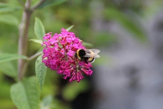 Vlinderstruik (Buddleja 'Miss Ruby') - Afbeelding 5