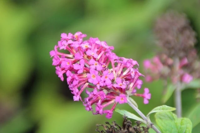 Vlinderstruik (Buddleja 'Miss Ruby') - Afbeelding 6