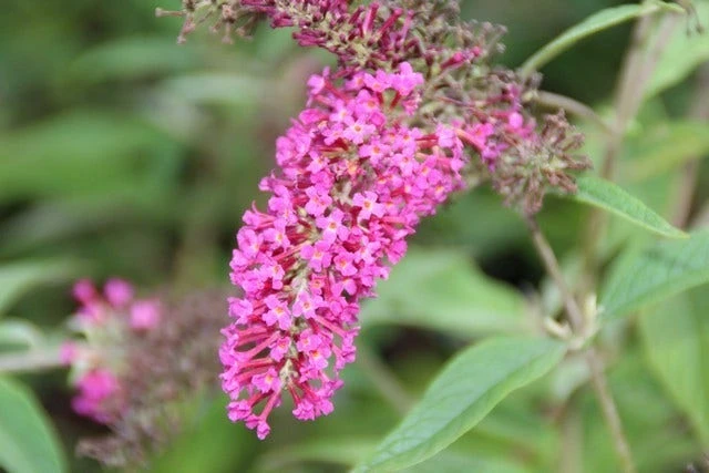 Vlinderstruik (Buddleja 'Miss Ruby') - Afbeelding 7