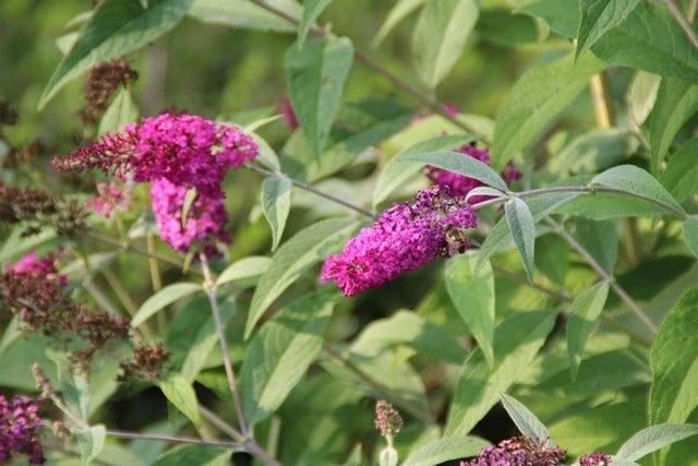 Vlinderstruik (Buddleja 'Miss Ruby') - Afbeelding 8
