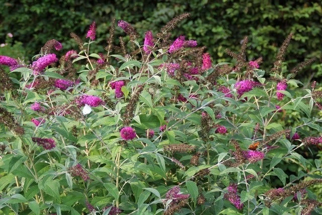 Vlinderstruik (Buddleja 'Miss Ruby') - Afbeelding 4