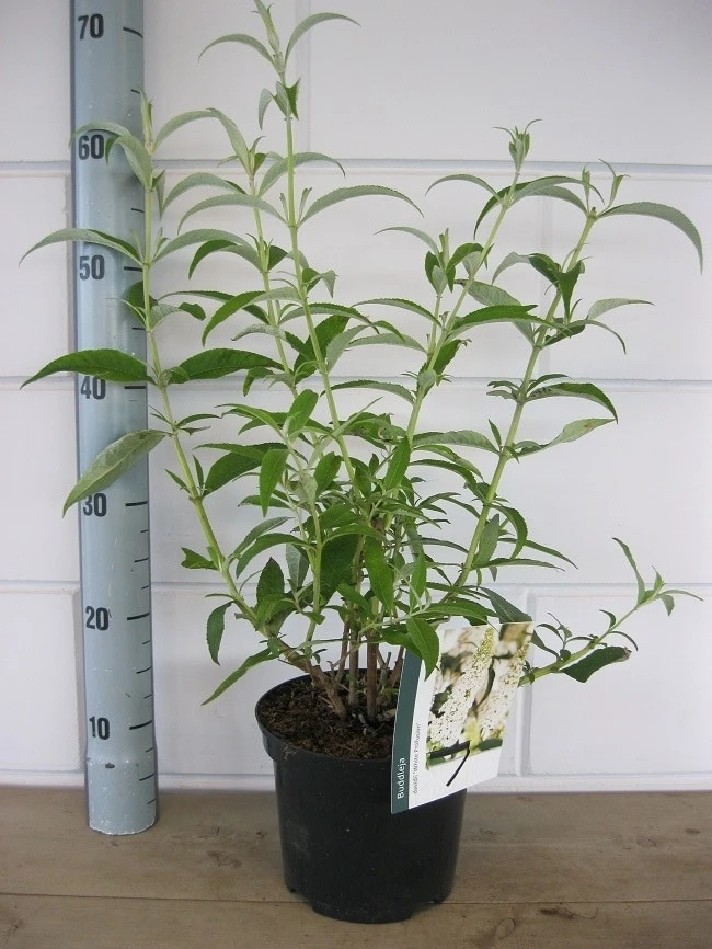 Vlinderstruik (Buddleja Davidii 'White Profusion') - Afbeelding 5