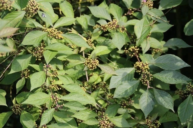 Schoonvrucht (Callicarpa Bodinieri 'Profusion') - Afbeelding 3