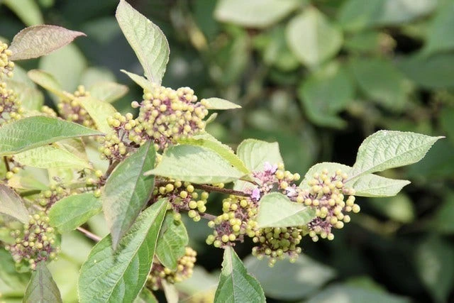 Schoonvrucht (Callicarpa Bodinieri 'Profusion') - Afbeelding 5