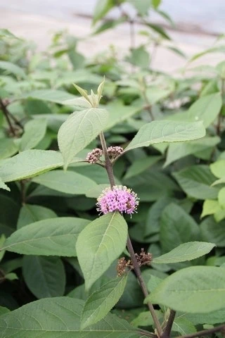 Schoonvrucht (Callicarpa Bodinieri 'Profusion') - Afbeelding 2
