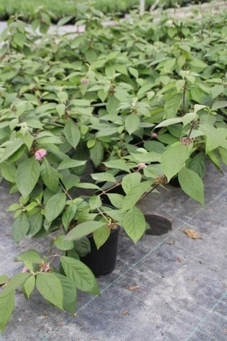 Schoonvrucht (Callicarpa Bodinieri 'Profusion') - Afbeelding 4