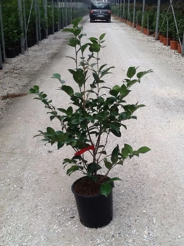 Camellia (Camellia Japonica 'Black Lace') - Afbeelding 6