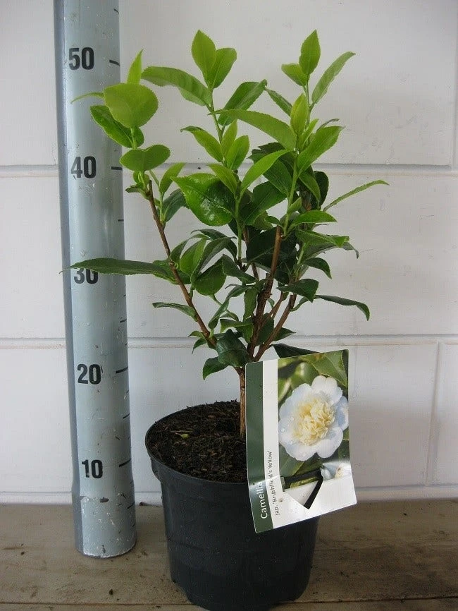 Camelia (Camellia Japonica 'Brushfield's Yellow') - Afbeelding 2