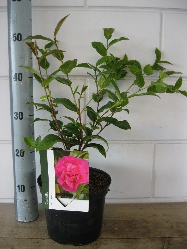 Camelia Als Leivorm (Camellia 'Debbie') - Afbeelding 2