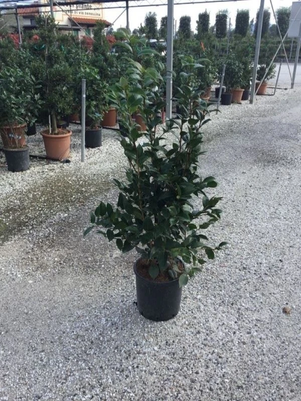 Camellia (Camellia Japonica 'Black Lace') - Afbeelding 7