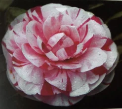 Camelia (Camellia Japonica 'Bonomiana')