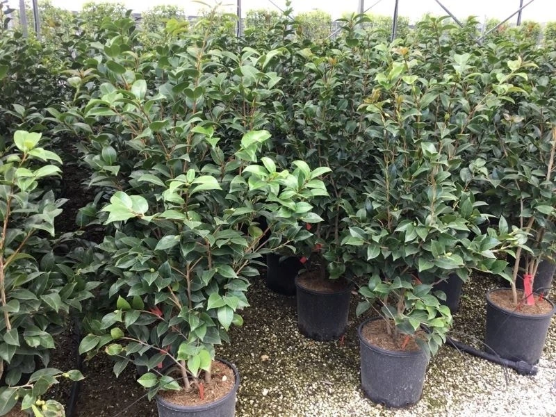 Camellia (Camellia Japonica 'Black Lace') - Afbeelding 8