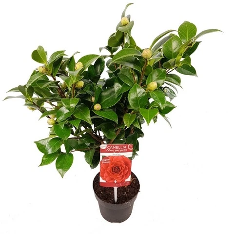 Camellia (Camellia Japonica 'Black Lace') - Afbeelding 5