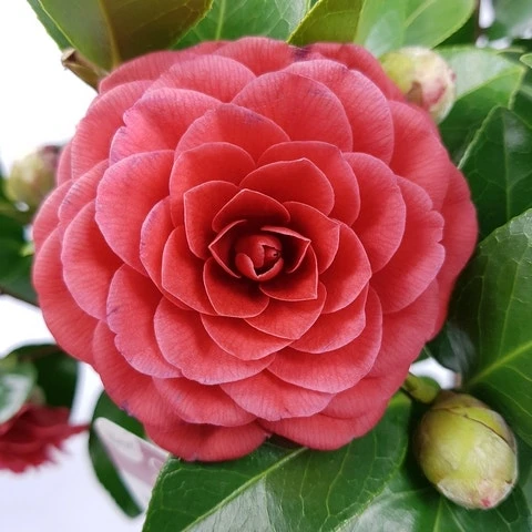 Camellia (Camellia Japonica 'Black Lace') - Afbeelding 2