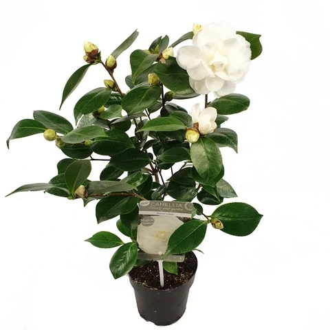 Camelia (Camellia Japonica 'Nuccio's Gem') - Afbeelding 2
