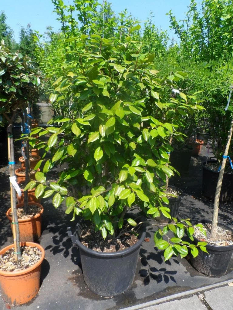 Camelia Als Leivorm (Camellia Japonica) - Afbeelding 6