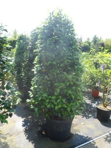 Camelia (Camellia, Rose) - Afbeelding 8