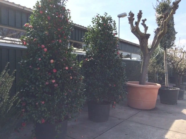 Camelia (Camellia, Rose) - Afbeelding 10