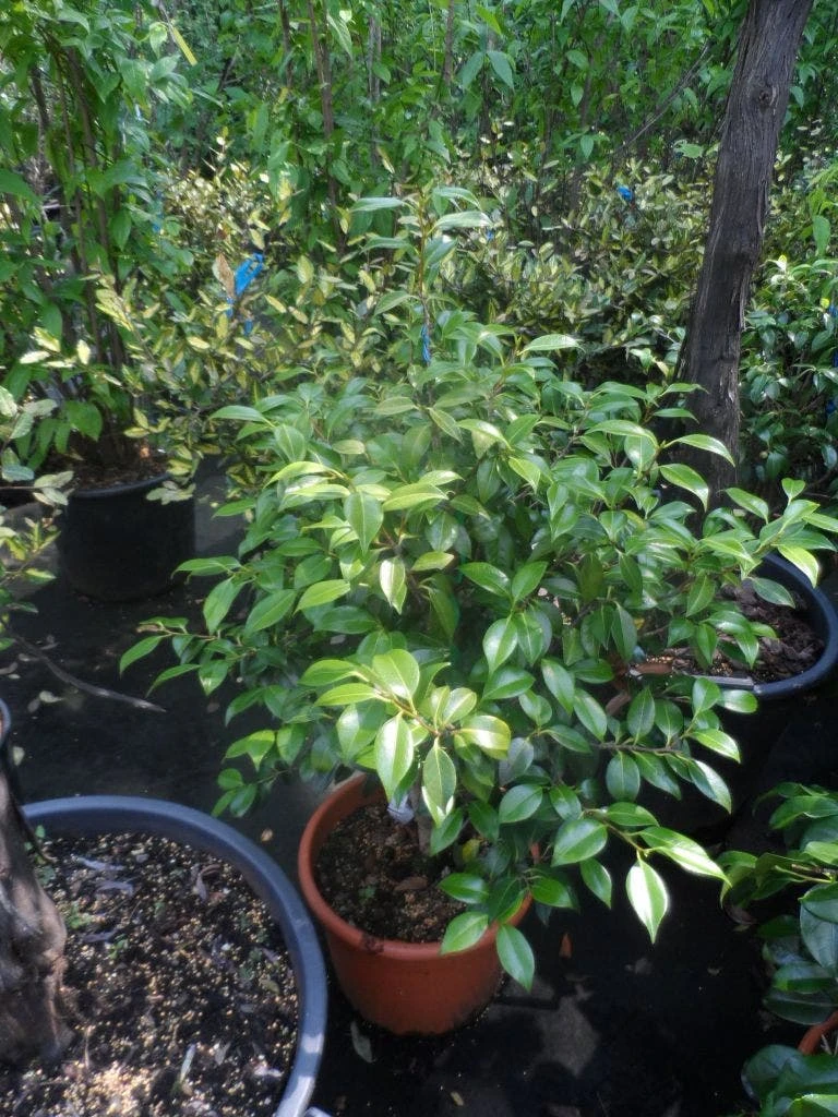 Camelia (Camellia, Rood) - Afbeelding 8