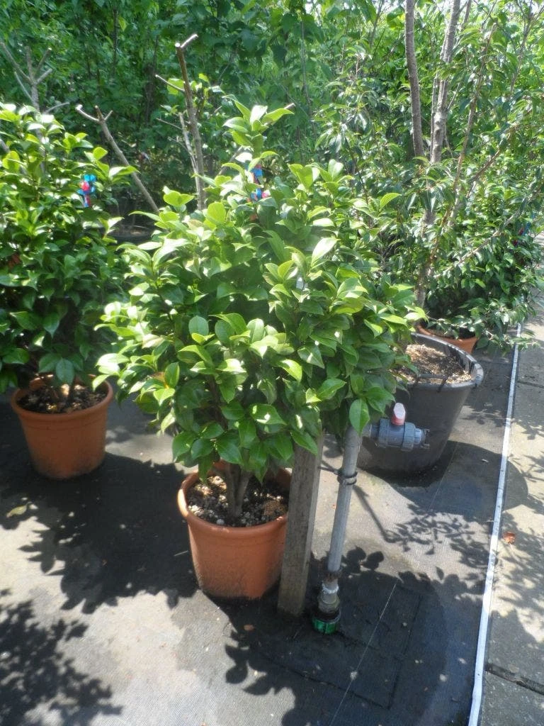 Camelia (Camellia, Rose) - Afbeelding 7