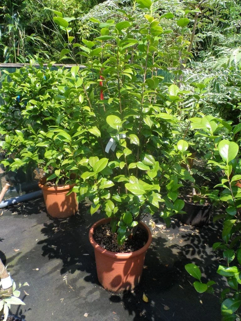 Camelia (Camellia, Rood) - Afbeelding 9