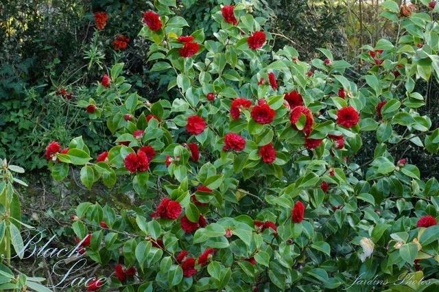 Camellia (Camellia Japonica 'Black Lace') - Afbeelding 3