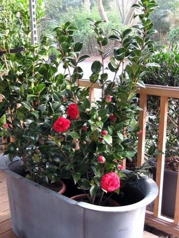 Camellia (Camellia Japonica 'Black Lace') - Afbeelding 9