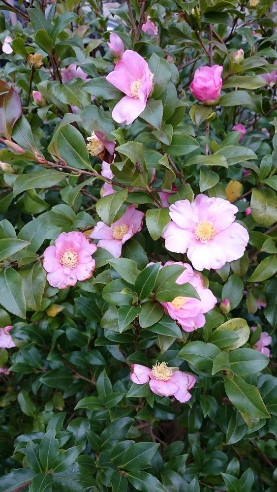 Camelia Als Bonsai (Camellia Sasanqua) - Afbeelding 6