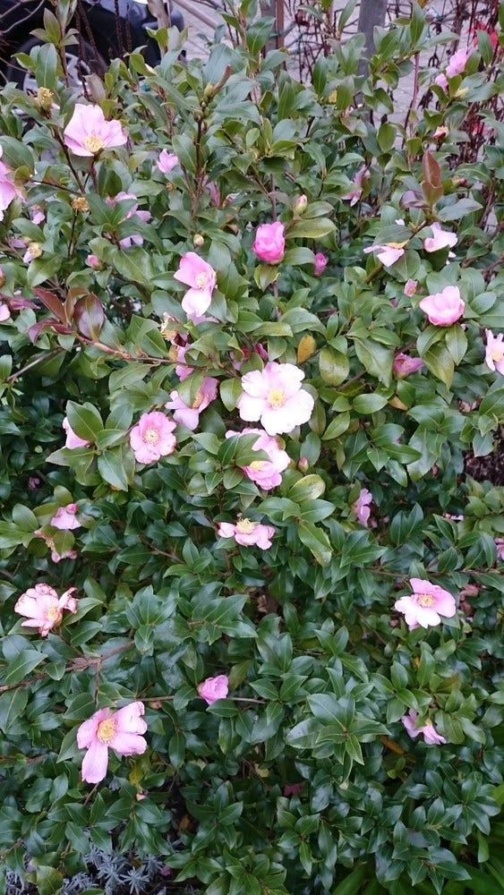 Camelia Als Bonsai (Camellia Sasanqua) - Afbeelding 5