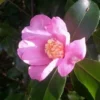 Camelia (Camellia Sasanqua)