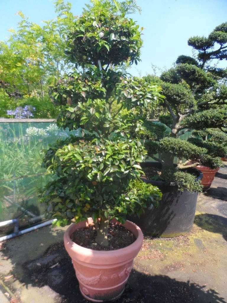 Camelia Als Bonsai (Camellia Sasanqua) - Afbeelding 7